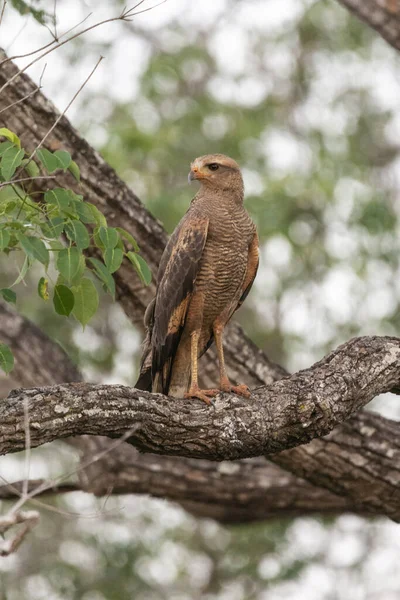 Savanna Hawk Rama Árbol Pantanal Brasileño Miranda Mato Grosso Sul — Foto de Stock