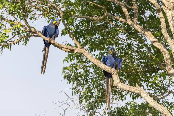 Pár Hyacint Macaws Větvi Stromu Brazilském Pantanalu Mirandě Mato Grosso — Stock fotografie