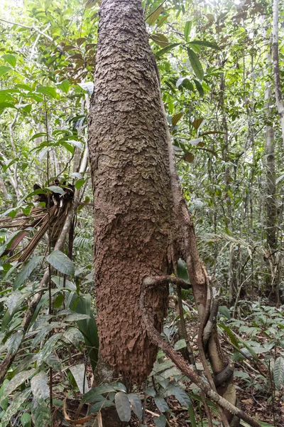 Colmena Hormigas Colgando Árbol Selva Amazónica Verde Amazonas Brasil — Foto de Stock