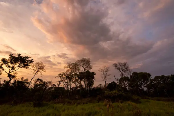 Hermosa Vista Puesta Sol Pantanal Brasileño Miranda Mato Grosso Sul —  Fotos de Stock