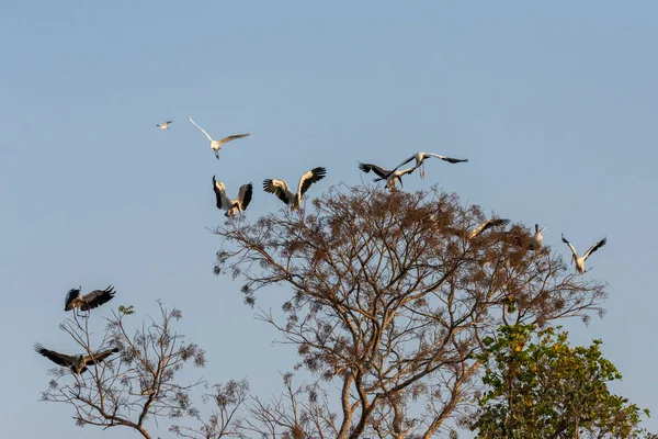 Grupo Cegonhas Topo Árvore Pantanal Brasileiro Miranda Mato Grosso Sul — Fotografia de Stock