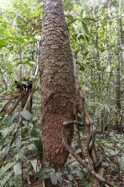 緑のアマゾン熱帯雨林 アマゾナス ブラジルで木からハングアップアントハイブ — ストック写真