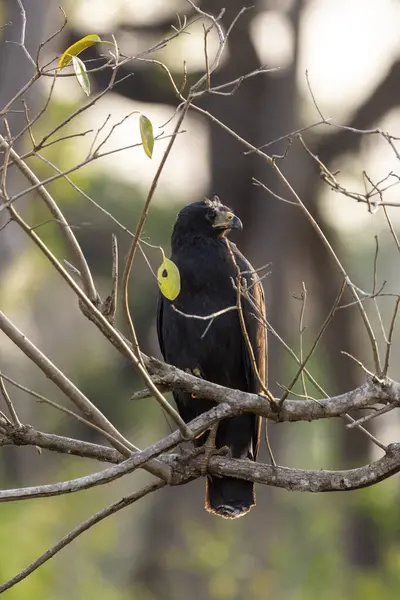 巴西南马托格罗索州米兰达市树梢上的黑鹰鸟 — 图库照片