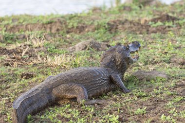 Miranda 'nın Pantanal' ında göldeki kayman, Mato Grosso do Sul State, Brezilya