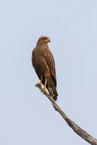 Savannah Hawk Trädgren Pantanal Miranda Mato Grosso Sul State Brasilien — Stockfoto