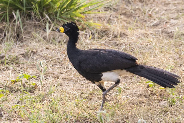 Piękny Tropikalny Ptak Ziemi Pantanal Miranda Stan Mato Grosso Sul — Zdjęcie stockowe