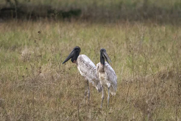Några Stora Jabiru Stork Fåglar Pantanal Miranda Mato Grosso Sul — Stockfoto