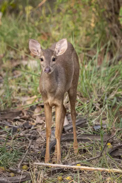 Prachtig Uitzicht Gray Brocket Deer Pantanal Van Miranda Mato Grosso — Stockfoto