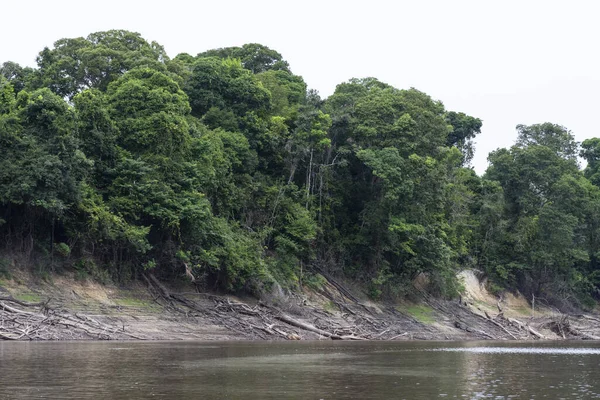 Fallen Trees River Beaches Severe Drought Amazon Anavilhanas National Park — Stock Photo, Image