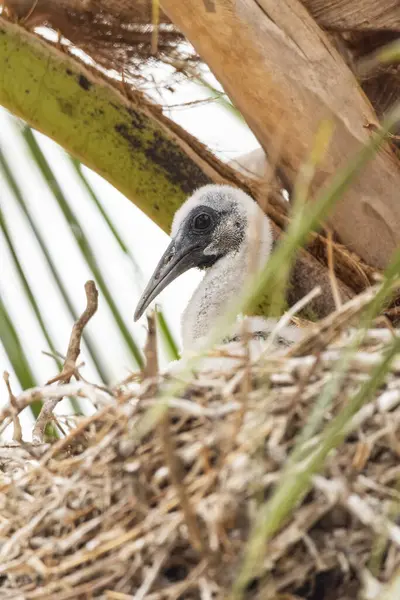 南马托格罗索州 米兰达潘塔肛门 一只秃头的爱比斯雏鸟正在筑巢 — 图库照片