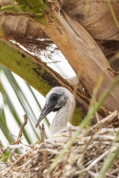 Buff Necked Ibis Chick Nest Pantanal Miranda Mato Grosso Sul — Stock fotografie