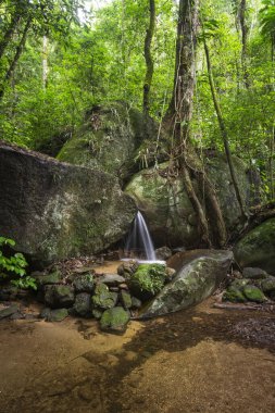 Küçük yeşil yağmur ormanları şelalesi havuzu, Tijuca Ulusal Parkı, Rio de Janeiro, Brezilya