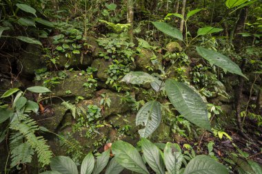 Yeşil yağmur ormanları bölgesinde, Tijuca Ulusal Parkı, Rio de Janeiro, Brezilya 'daki kahve döneminden kalma eski tarihi kalıntılara bakın.