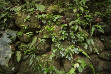 Yeşil yağmur ormanları bölgesinde, Tijuca Ulusal Parkı, Rio de Janeiro, Brezilya 'daki kahve döneminden kalma eski tarihi kalıntılara bakın.