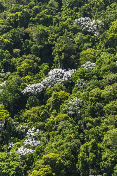 Vista Árboles Selva Verde Cecropias Blancas Parque Tijuca Río Janeiro —  Fotos de Stock