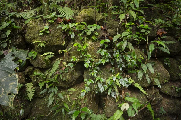 Yeşil yağmur ormanları bölgesinde, Tijuca Ulusal Parkı, Rio de Janeiro, Brezilya 'daki kahve döneminden kalma eski tarihi kalıntılara bakın.