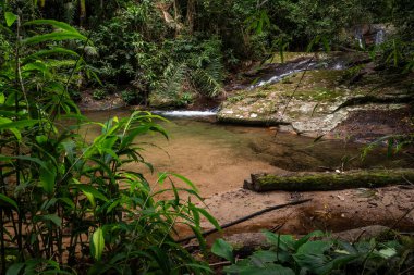 Yeşil yağmur ormanlarındaki güzel şelale ve nehir havuzu Tijuca Parkı, Rio de Janeiro, Brezilya