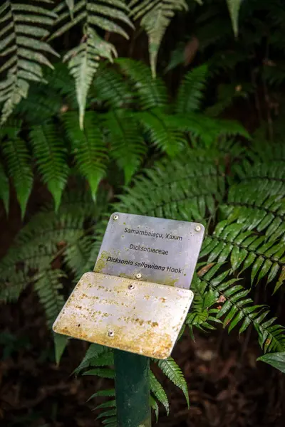 Металлический Знак Надписями Шрифте Брайля Слепых Посетителей Зеленом Тропическом Лесу — стоковое фото
