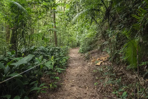 Groene Regenwoud Wandelpad Landschap Tijuca Park Rio Janeiro Brazilië — Stockfoto