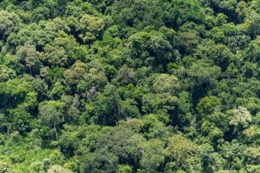 Iguazu Şelalesi yakınlarındaki yeşil yağmur ormanlarının helikopter uçuşundan Brezilya ve Arjantin sınırına kadar güzel bir hava manzarası.