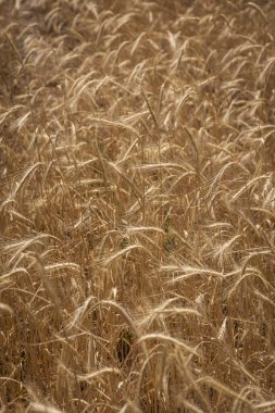 Arjantin 'in Mendoza dağlarındaki çiftlikte buğday tarlası