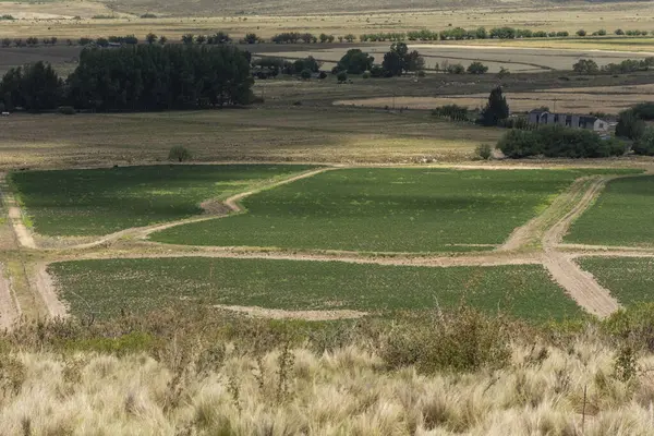 アルゼンチンのメンドーサ山脈の農業分野と農場 — ストック写真