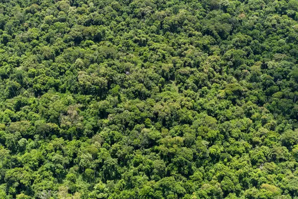 Belle Vue Aérienne Sur Forêt Tropicale Verdoyante Près Des Chutes — Photo