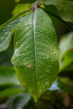 Serrinha do Alambari, Mantiqueira Dağları, Rio de Janeiro, Brezilya
