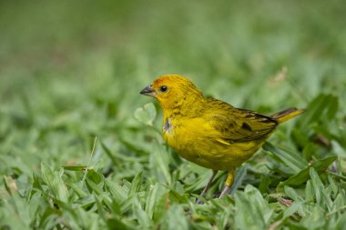 Beautiful yellow tropical bird in green rainforest area, Serrinha do Alambari, Mantiqueira Mountains, Rio de Janeiro, Brazil clipart