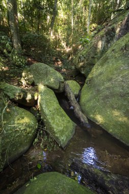 Tijuca Park, Grajau, Rio de Janeiro, Brezilya 'daki Yeşil Yağmur Ormanları Şelalesi