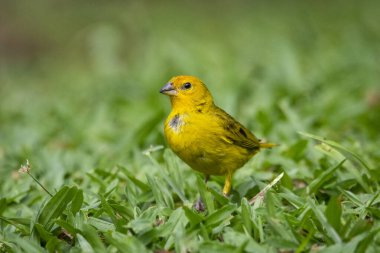 Yeşil yağmur ormanlarındaki güzel sarı tropikal kuş, Serrinha do Alambari, Mantiqueira Dağları, Rio de Janeiro, Brezilya