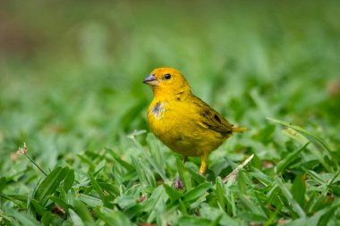 Beautiful yellow tropical bird in green rainforest area, Serrinha do Alambari, Mantiqueira Mountains, Rio de Janeiro, Brazil clipart