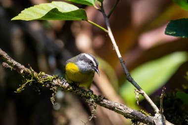 Beautiful colorful tropical bird in green rainforest area, Serrinha do Alambari, Mantiqueira Mountains, Rio de Janeiro, Brazil clipart