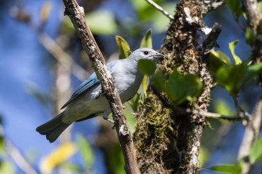 Yeşil yağmur ormanlarındaki güzel renkli tropikal kuş, Serrinha do Alambari, Mantiqueira Dağları, Rio de Janeiro, Brezilya