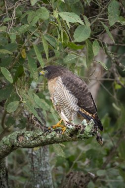 Güney Pantanal Mato Grosso do Sul, Brezilya 'da yol kenarı şahini