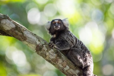 Yeşil yağmur ormanları, REGUA, Cachoeiras de Macacu, Rio de Janeiro, Brezilya 'daki ağaç dalında beyaz kulaklı marmoset.