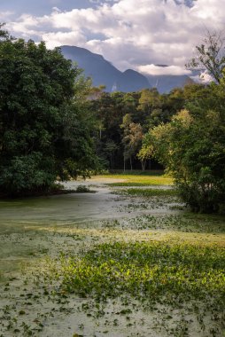 Yüzen bitki örtüsü ve yeşil yağmur ormanlarındaki dağlarla güzel göl, REGUA, Cachoeiras de Macacu, Rio de Janeiro, Brezilya