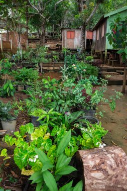 RDS Rio Negro, Amazonas, Brezilya 'daki geleneksel nehir kenarı Tiririca toplumunda tıbbi tesisleri olan kırsal bir çiftlik.