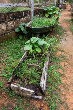 RDS Rio Negro, Amazonas, Brezilya 'daki geleneksel nehir kenarı Tiririca toplumunda tıbbi tesisleri olan kırsal bir çiftlik.