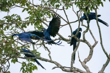 Blue hyacinth macaws on tree in the Southern Pantanal of Mato Grosso do Sul, Brazil clipart