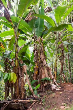 RDS Rio Negro, Amazonas, Brezilya 'daki geleneksel nehir kenarı Tiririca bölgesinde muz ağacı