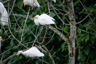 Yeşil yağmur ormanları bölgesinde, ağaçların üzerinde yuva yapan sığır balıkçıl sürüsü, REGUA, Cachoeiras de Macacu, Rio de Janeiro, Brezilya