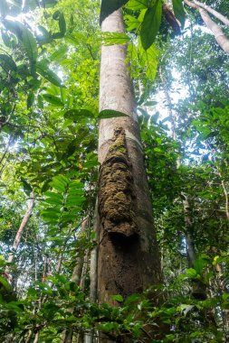 Amazon yağmur ormanlarındaki ağaç gövdesinde büyük karınca kovanı, Anavilhanas Takımadası, Negro Nehri, Amazonlar, Brezilya