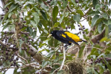 RDS Rio Negro, Amazonas, Brezilya 'daki geleneksel nehir kenarı Tiririca topluluğunda sarı popolu örgü ören kuş yuvası