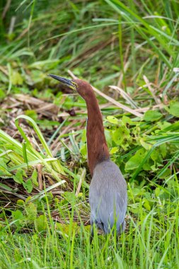 Rufescent Tiger Heron Güney Pantanal Mato Grosso do Sul, Brezilya