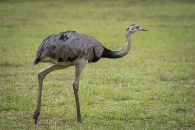 Büyük güzel Rhea kuşu Mato Grosso do Sul, Brezilya 'nın Güney Pantanal' ında