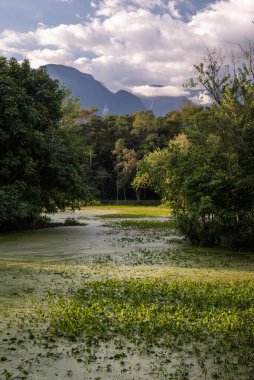 Yüzen bitki örtüsü ve yeşil yağmur ormanlarındaki dağlarla güzel göl, REGUA, Cachoeiras de Macacu, Rio de Janeiro, Brezilya
