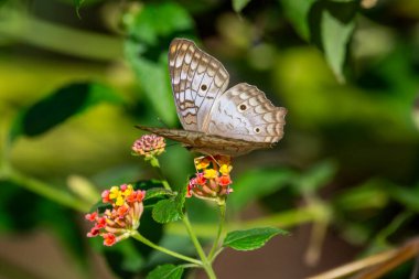 Beautiful colorful butterfly feeding on yellow and pink flower in green rainforest area, REGUA, Cachoeiras de Macacu, Rio de Janeiro, Brazil clipart