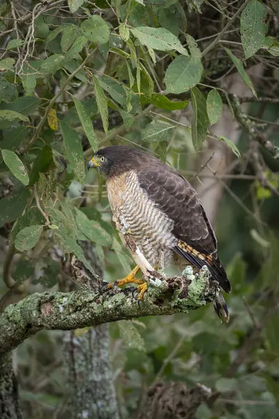 stock image Roadside Hawk in the Southern Pantanal of Mato Grosso do Sul, Brazil