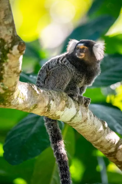 White-tufted-ear marmoset on tree branch in green rainforest area, REGUA, Cachoeiras de Macacu, Rio de Janeiro, Brazil